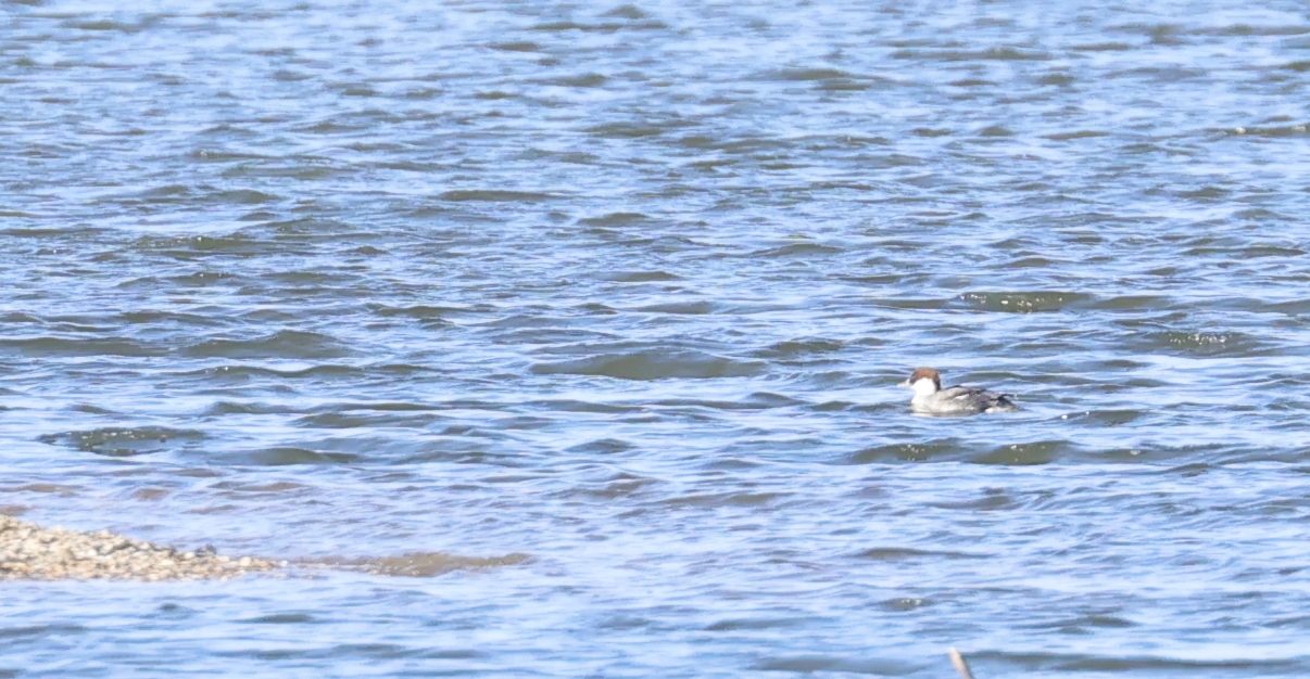 Nonnetje vrouw (Oostvaardersplas). Foto van Gerda van der Meer.